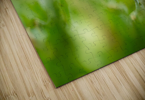 DSC06007 Edit 2 Razak Photography puzzle