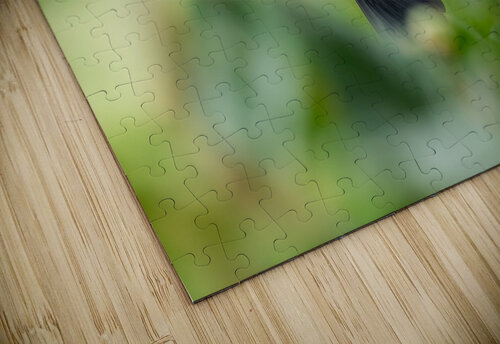 DSC05995 Edit 5 Razak Photography puzzle