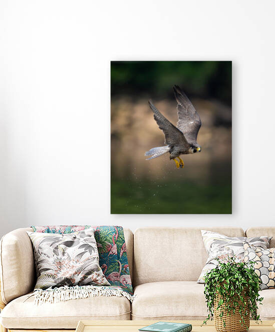 Falcon in Flight - 2 Reproduction