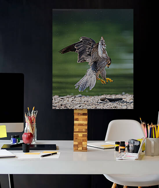 Playful Falcon - 2 by Razak Photography
