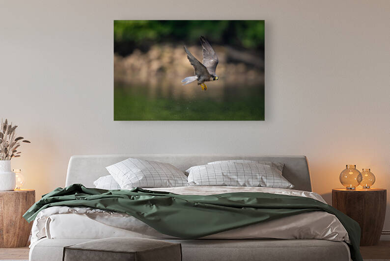 Falcon in Flight by Razak Photography