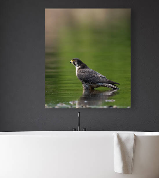 Peregrine falcon in water by Razak Photography