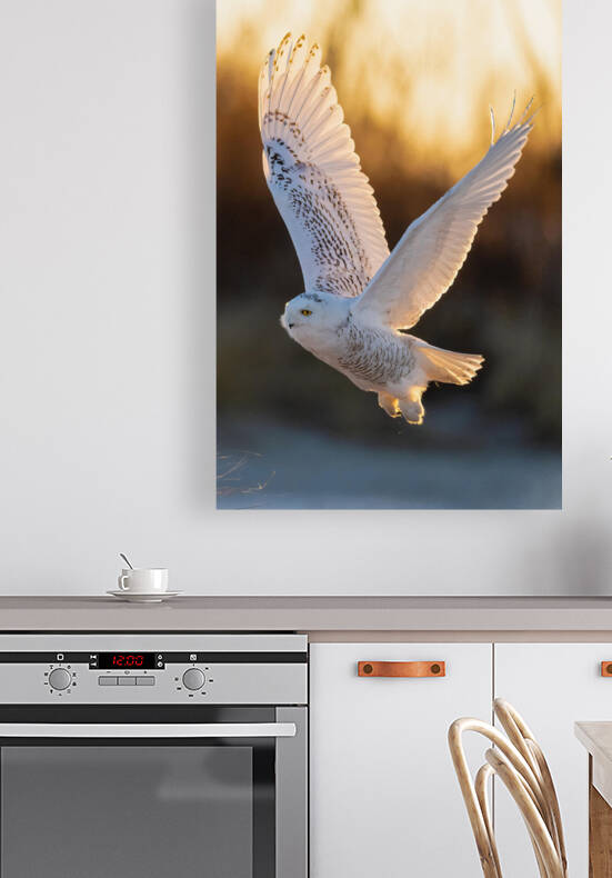Snowy Owl at Sunrise by Razak Photography