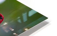 DSC00231 Edit HD Metal print