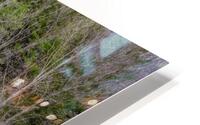 Evergreen HD Metal print
