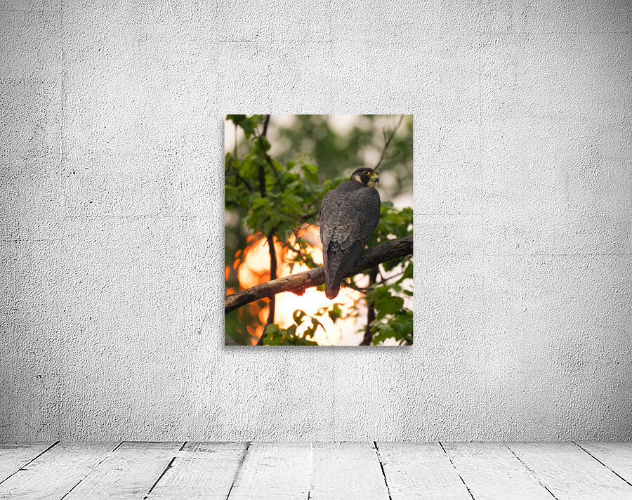 DSC09003 Edit 4 Wall Preview