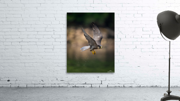 Falcon in Flight - 2 Wall Preview