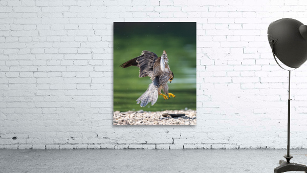 Playful Falcon - 2 Wall Preview