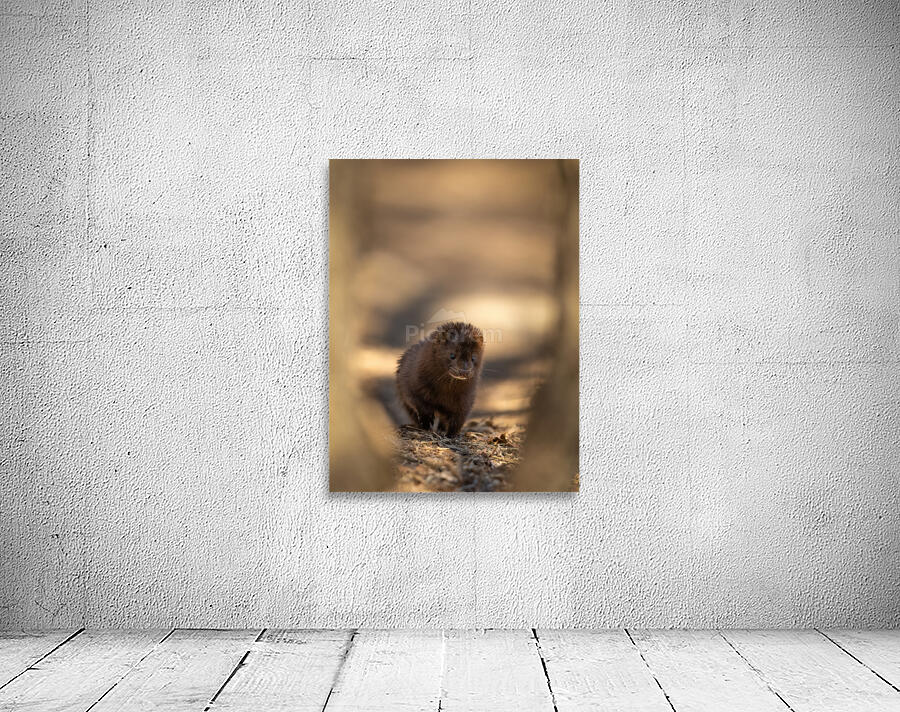 A29I4120 Edit 4 Wall Preview