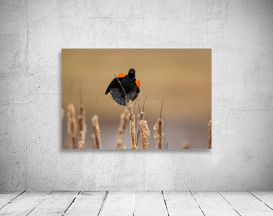 A66I1633 Edit Wall Preview
