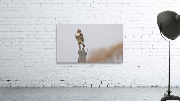 A66I3880 Edit Wall Preview