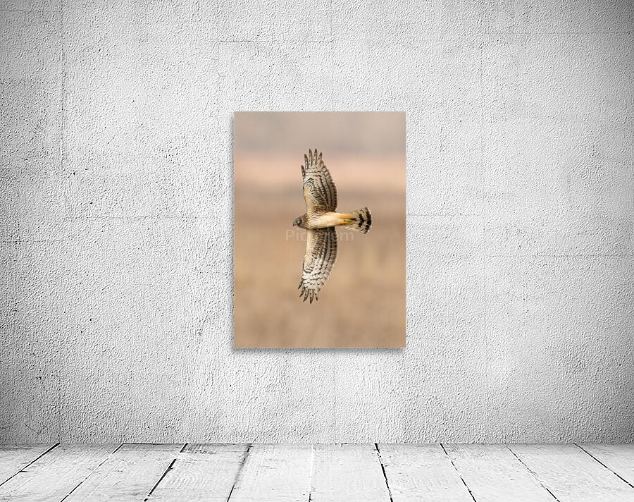 A66I5308 Edit 5 Wall Preview