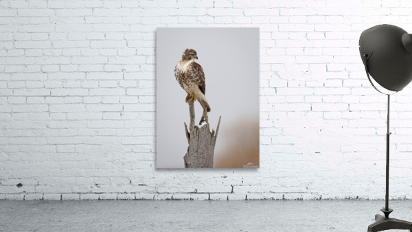 A66I3880 Edit 4 Wall Preview