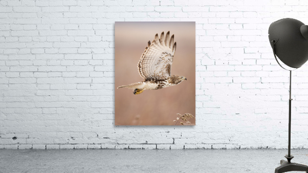 A66I2380 Edit 3 Wall Preview
