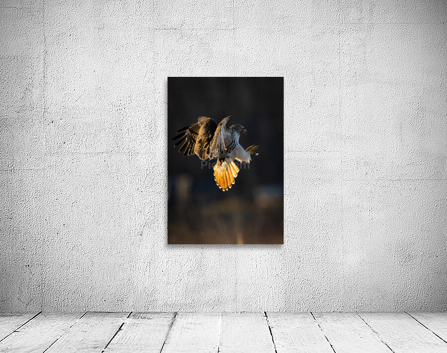 A66I6341 Edit 7 Wall Preview