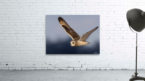 DSC03280  Wall Preview