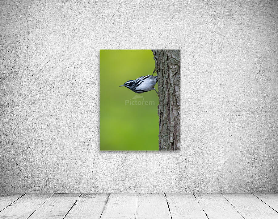 DSC00041 Edit 3 Wall Preview