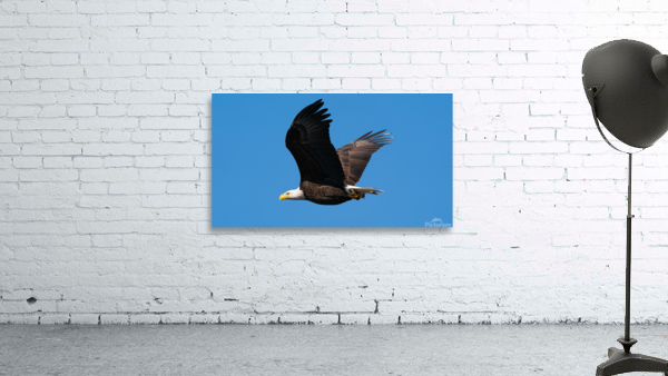 File 000 Wall Preview