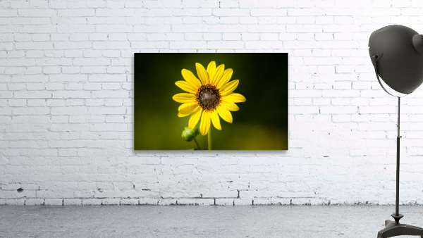  MG 5876 2 Wall Preview