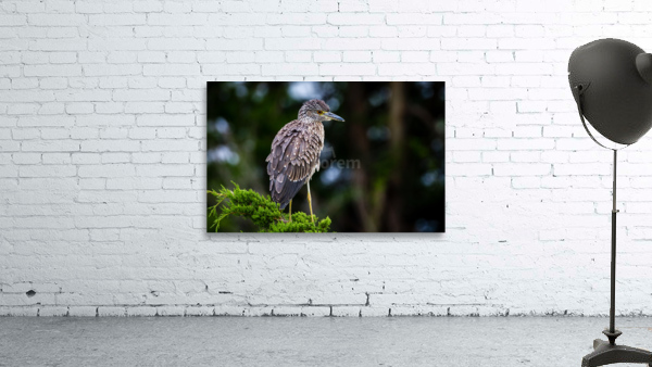  MG 2708 Edit Wall Preview