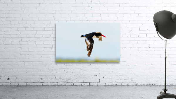  MG 5547 Edit 2 Wall Preview