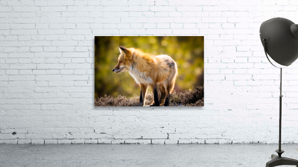  KM 1018 Edit Wall Preview