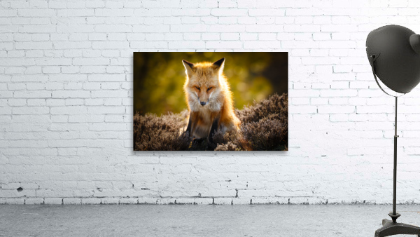  KM 1028 Wall Preview
