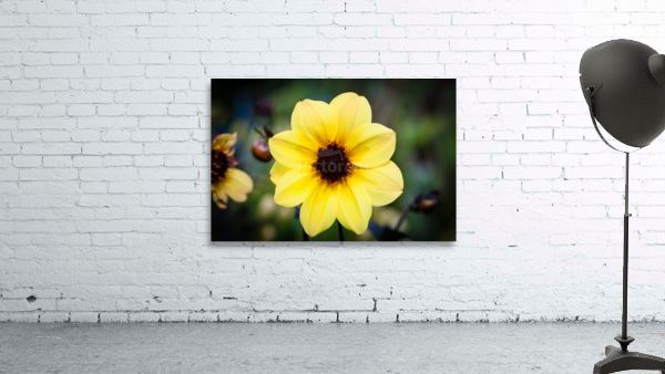 DP2L0490 Wall Preview