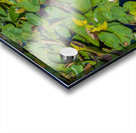 lily pads  Acrylic print