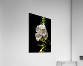 Foxgloves Flowers Acrylic Print
