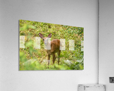 Oh Deer Acrylic Print