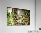 Frog Acrylic Print