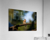 Squirrel Acrylic Print