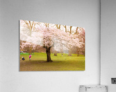 Blossom Tree Acrylic Print