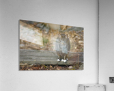 Serious Cat Acrylic Print