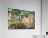 Pigeon Acrylic Print