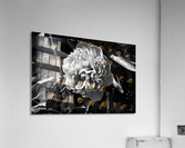 BW Flower Acrylic Print