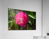 Pink Flower Acrylic Print