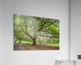 Majestic Tree Acrylic Print