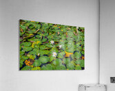 lily pads  Acrylic Print