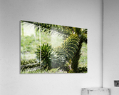 Plant Image Acrylic Print