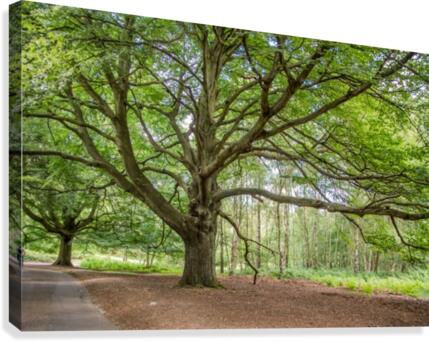 Majestic Tree Canvas Print