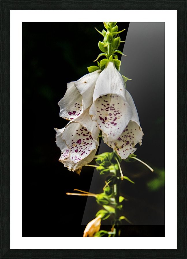Foxgloves Flowers Picture Frame print