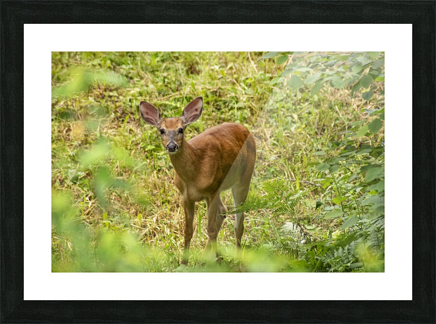 Oh Deer Picture Frame print