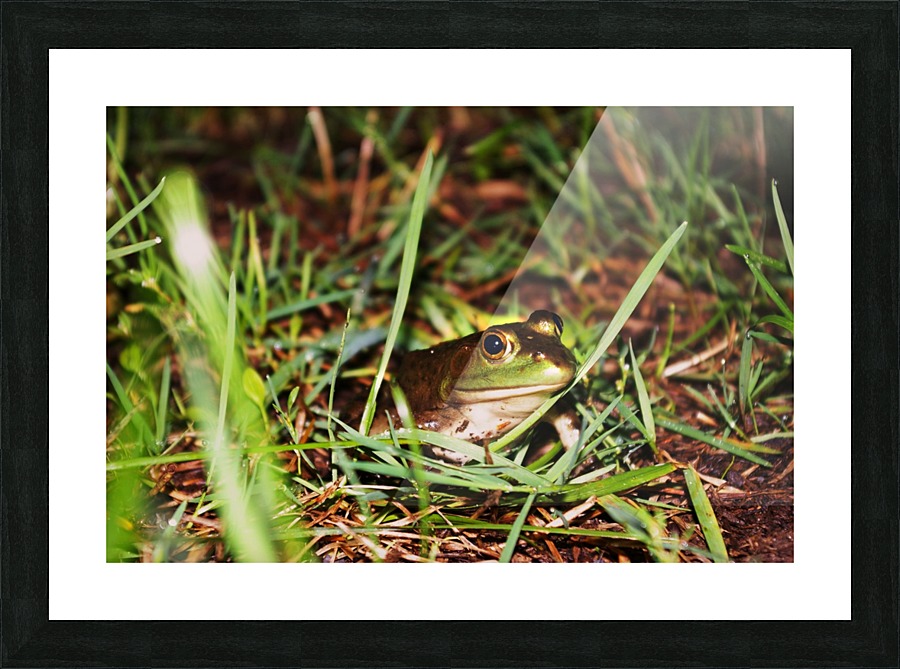 Frog Picture Frame print