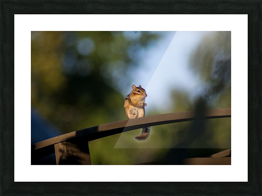 Squirrel Picture Frame print