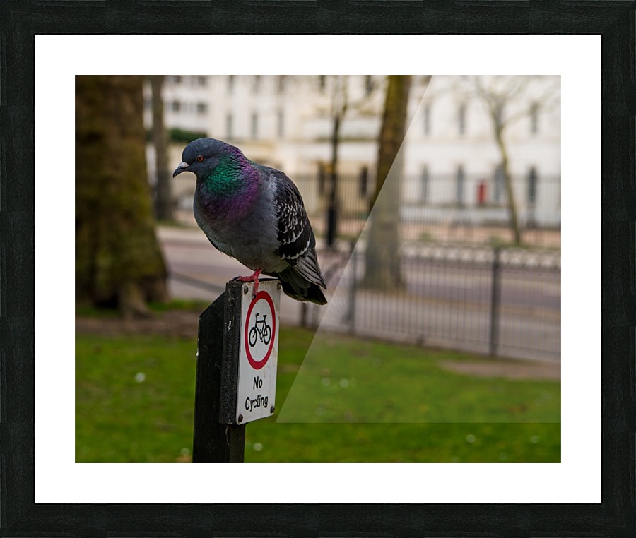 Pigeon Security Picture Frame print