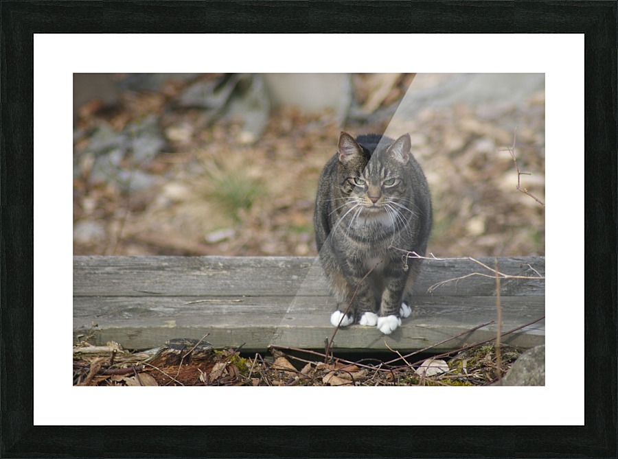 Serious Cat Picture Frame print