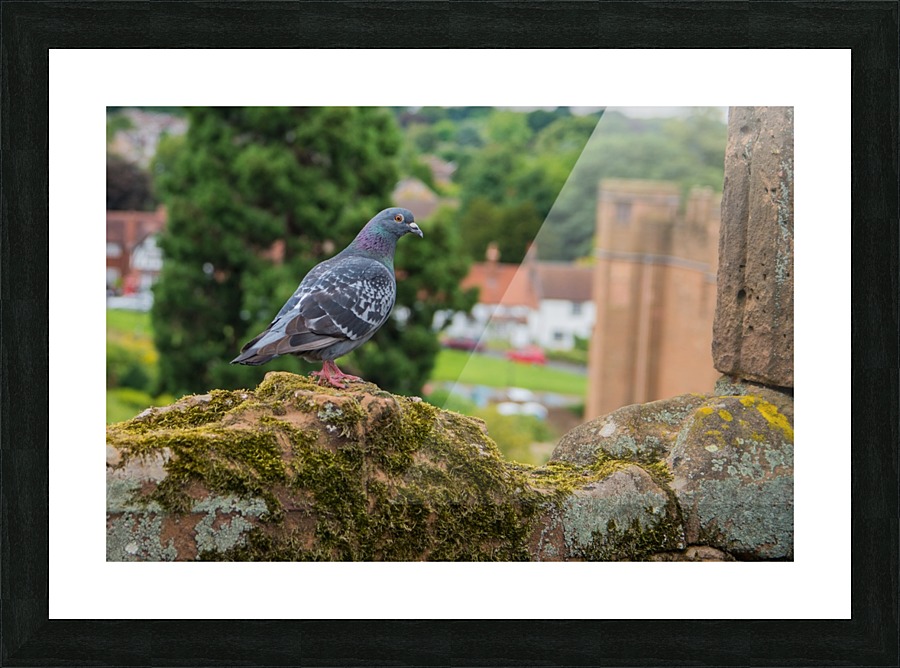 Pigeon Picture Frame print