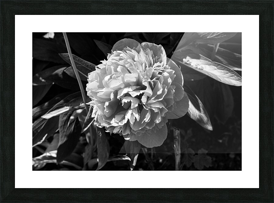 BW Flower Picture Frame print